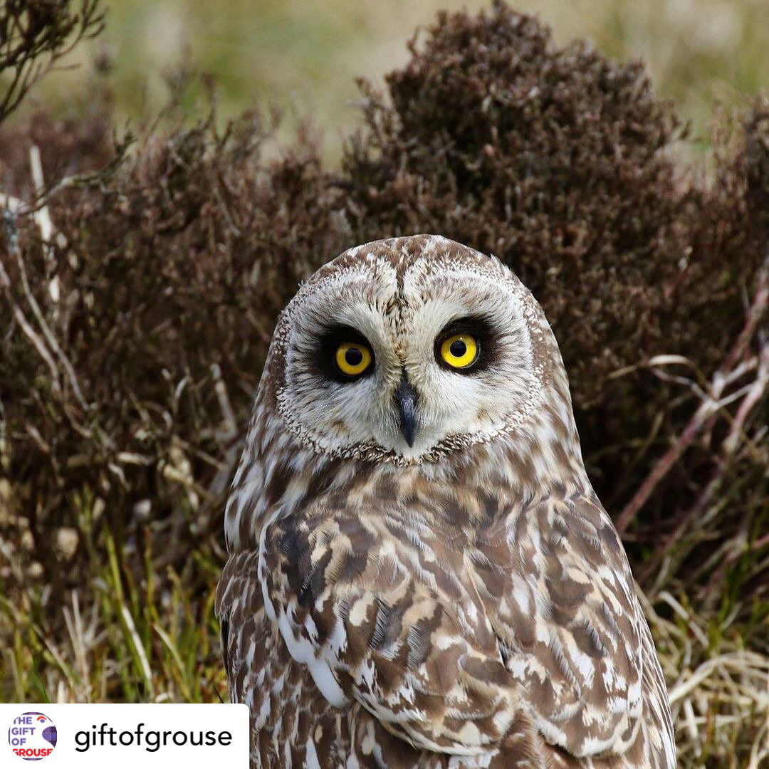 owl