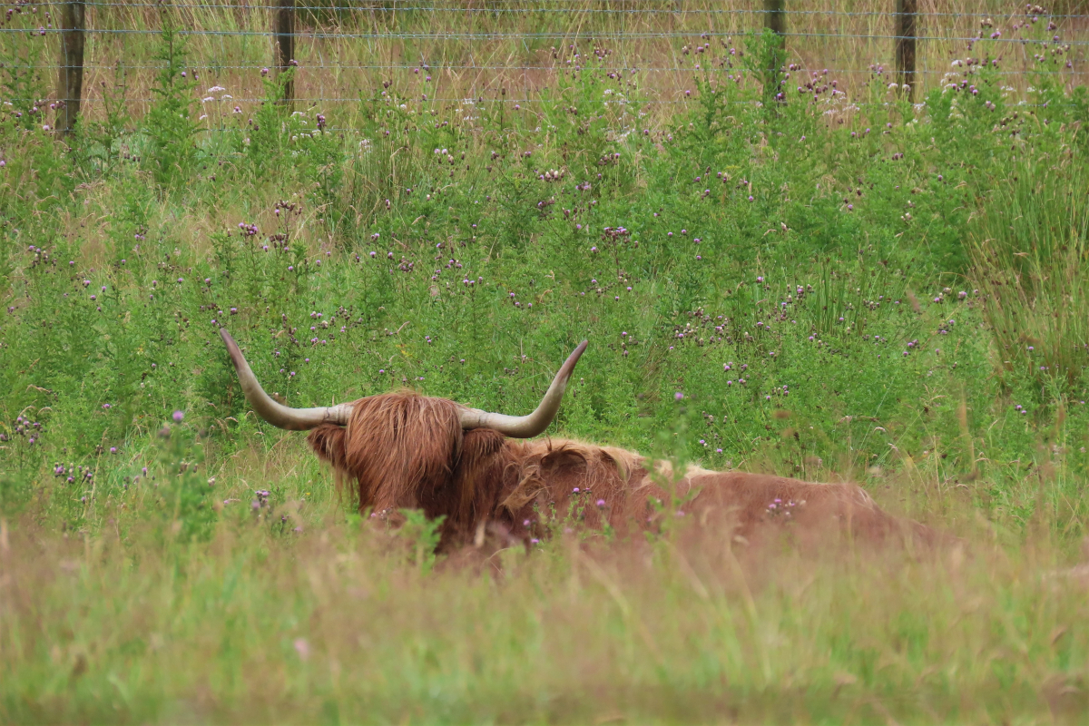 Highland