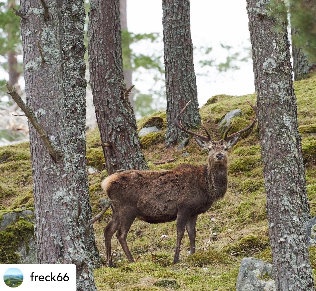 stag