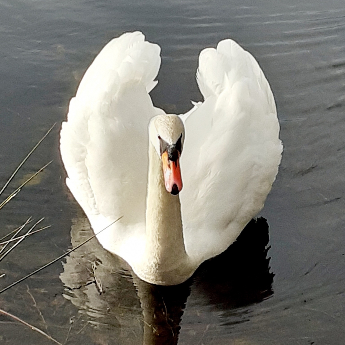 swan