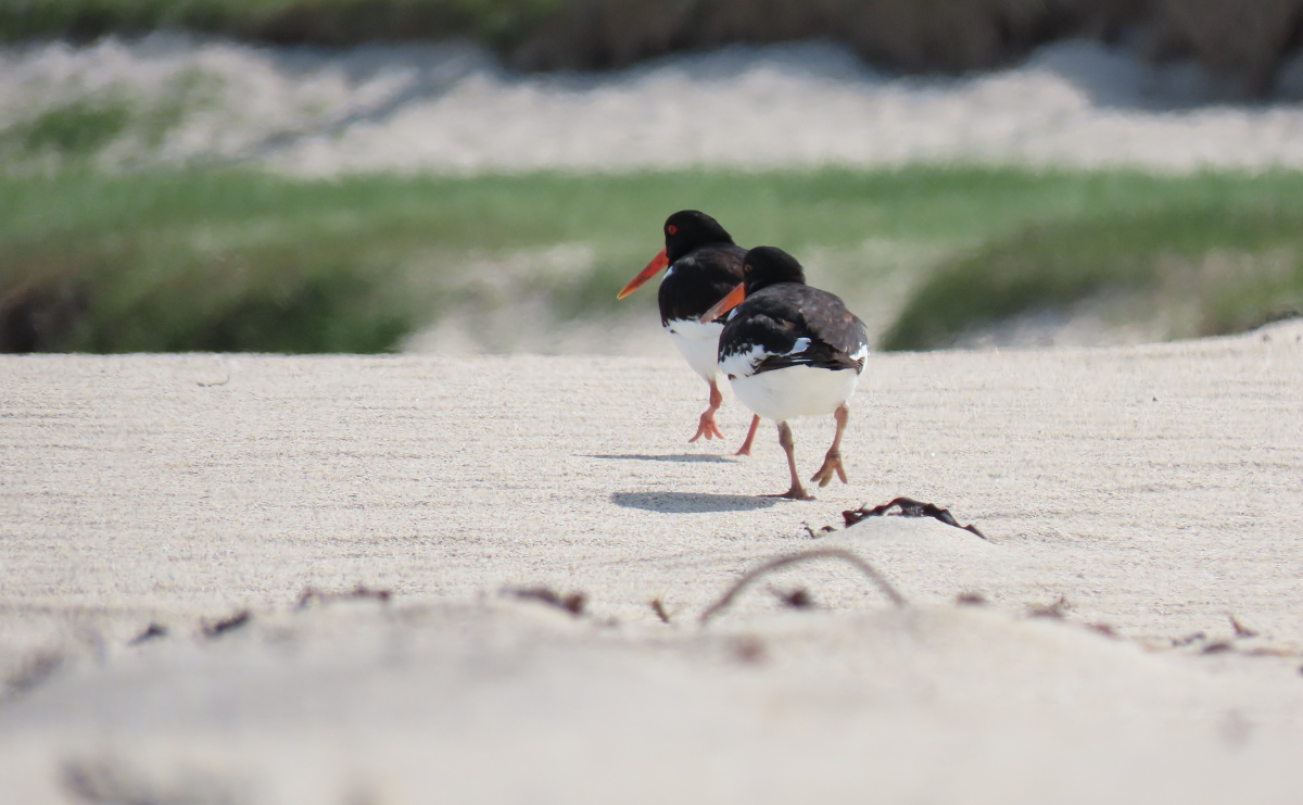 Oystercatchers