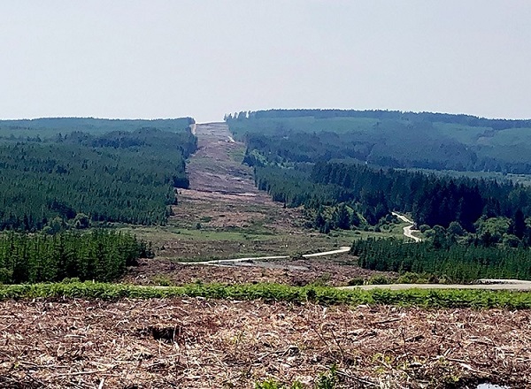 Forestry