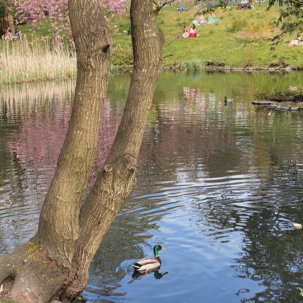 duck