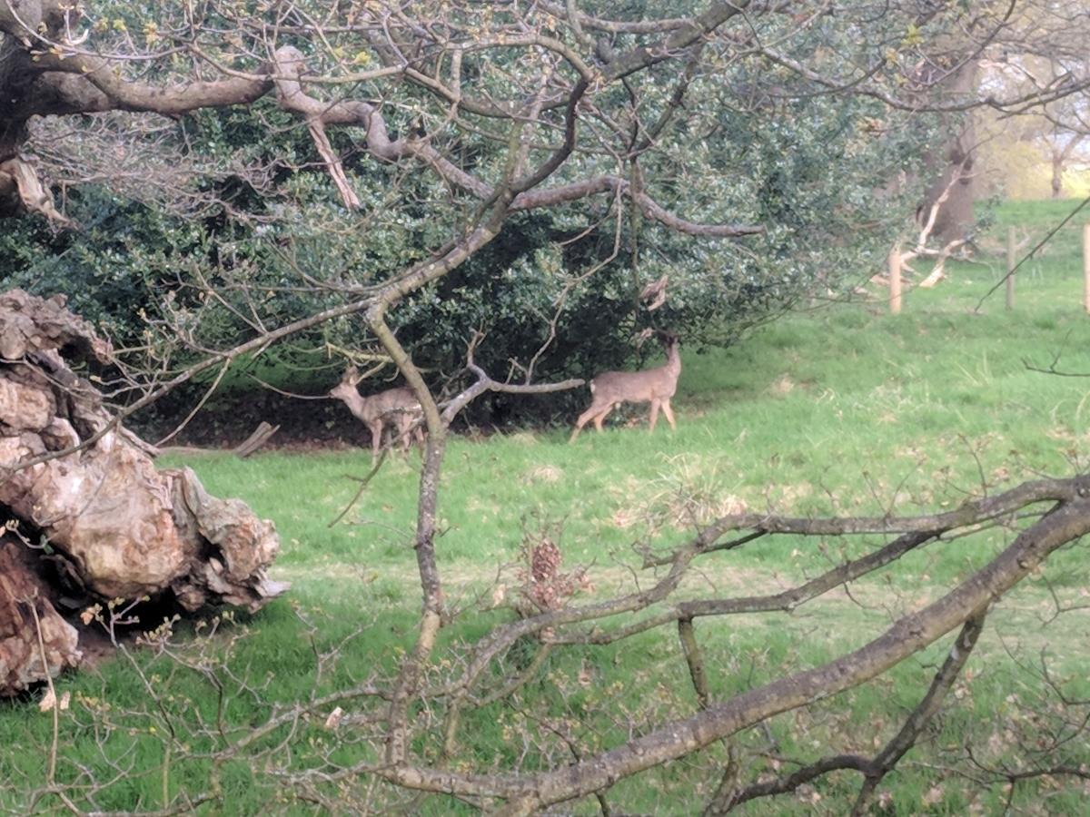 deer