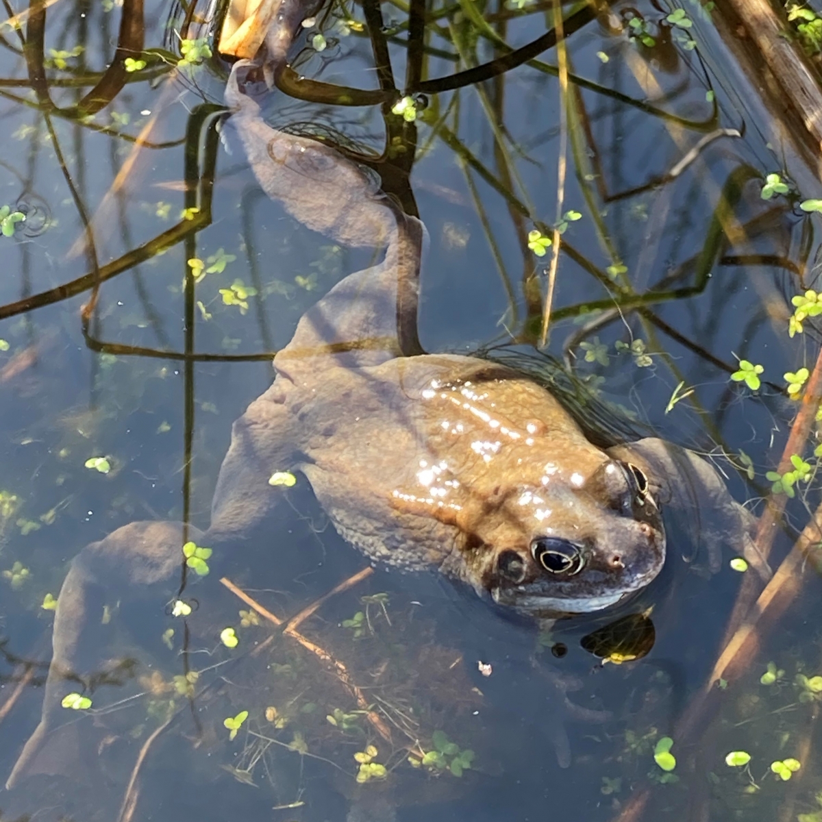 frogtoad