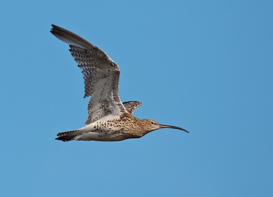World Curlew Day