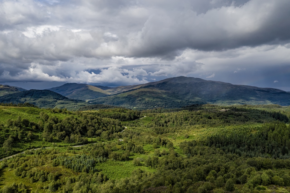 torssachs