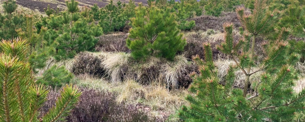 Scot's Pine