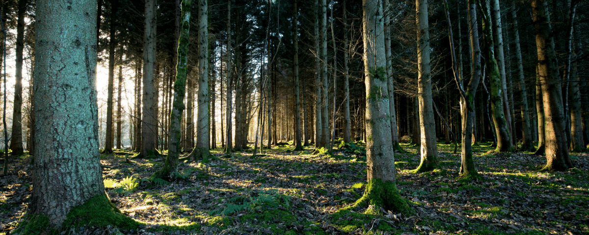 Woodland © Simon Ovenden