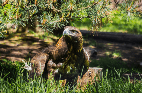 Golden Eagle