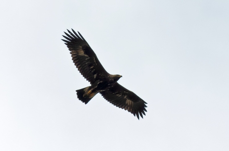 Percy the Golden Eagle Copyright John Wright (Restoring Upland Nature)