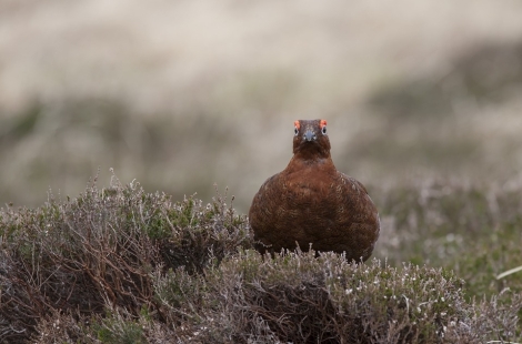 2019 grouse season defies predictions after late upturn