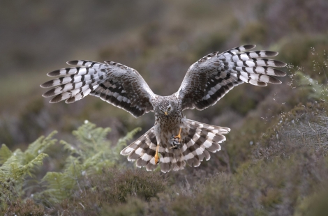 Hen Harrier