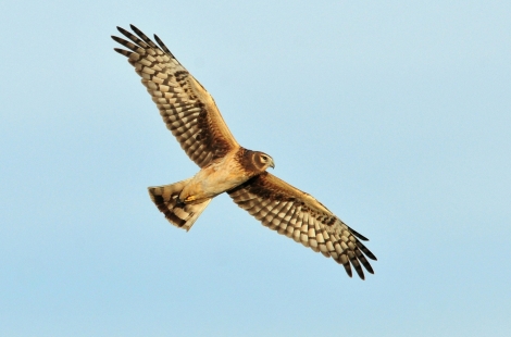 Hen Harrier 