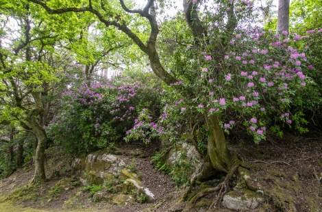 Invasive rhododendron