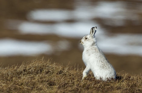 Mountian Hare 