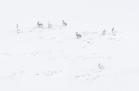 Mountain hares at Invercauld Estate. Credit: Steven Rennie Photography.