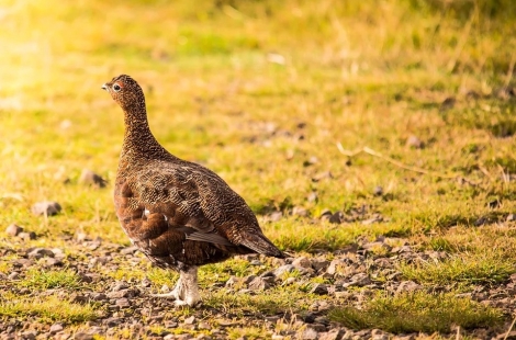 Grouse shooting review will mean 'seismic' change for moors in Scotland