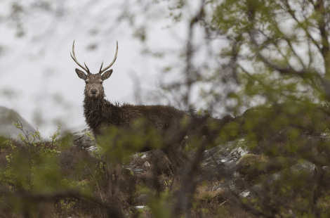 SLE welcome improved ratings system for sporting rights and deer forests