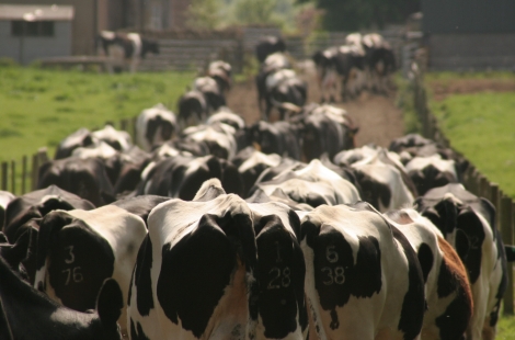 Cows on a farm