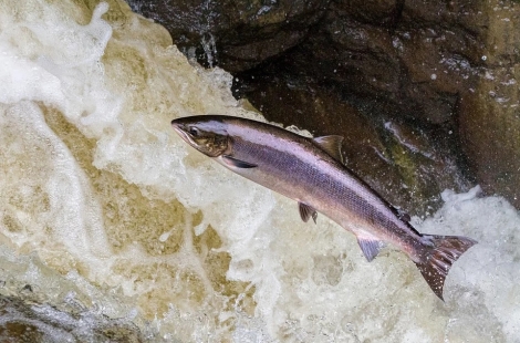Saving our wild salmon: Making salmon conservation a national priority