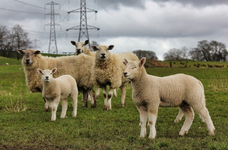 Sheep