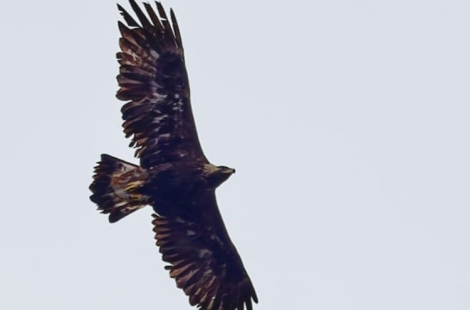Squeagle in Northumberland with damage to her wing feathers - 4th May 2026 (Credit Restoring Upland Nature)
