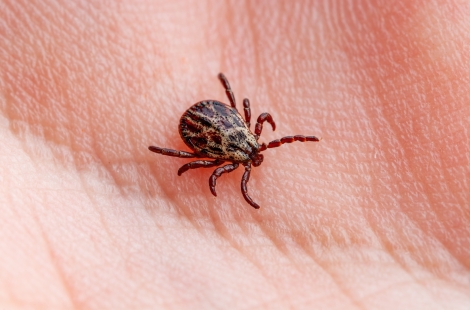 Ticks spread a range of infections including Lyme disease