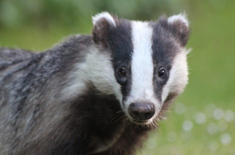 New police wildlife crime training welcomed by SLE