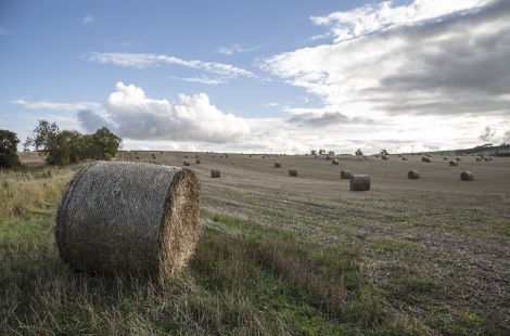 Farm