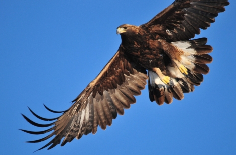 Golden Eagle 