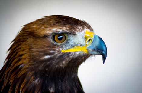 Golden Eagle