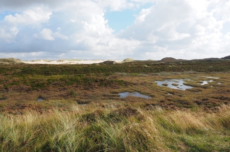 peat