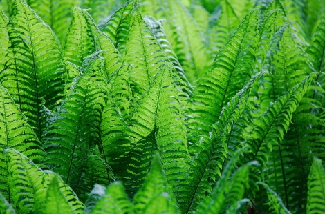 Bracken