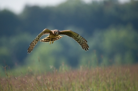 Hen Harrier