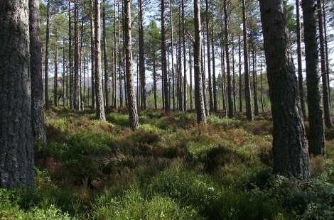 Scottish woodland
