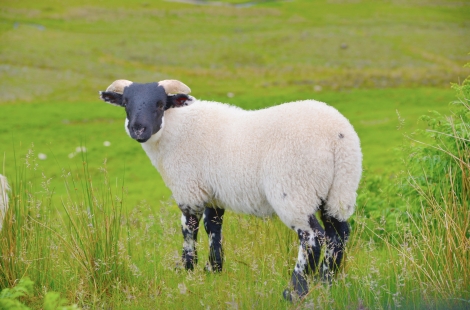 sheep in field