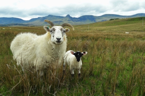 sheep