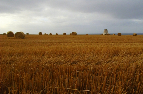 Farmland 