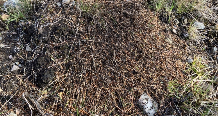 Wood ant nest