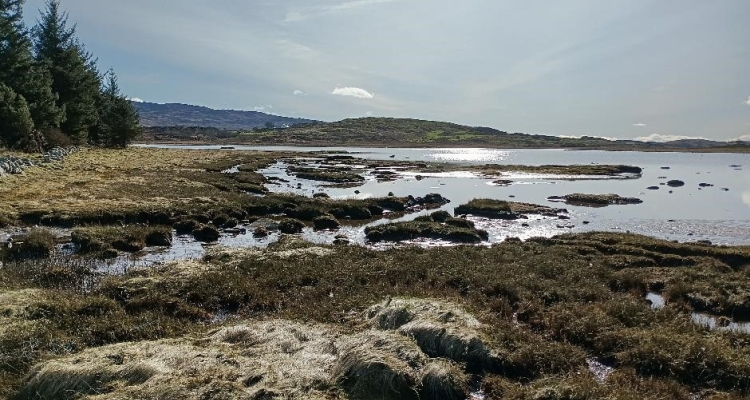 Tayvallich saltmarsh habitat