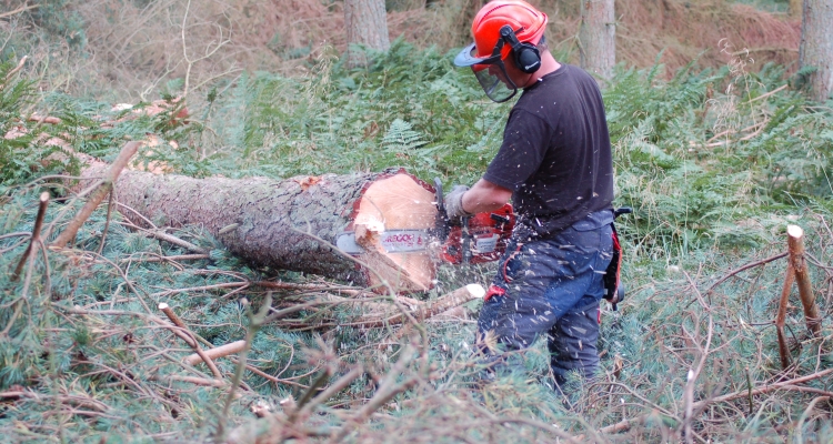 Cutting timber