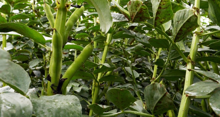 Bean Crop