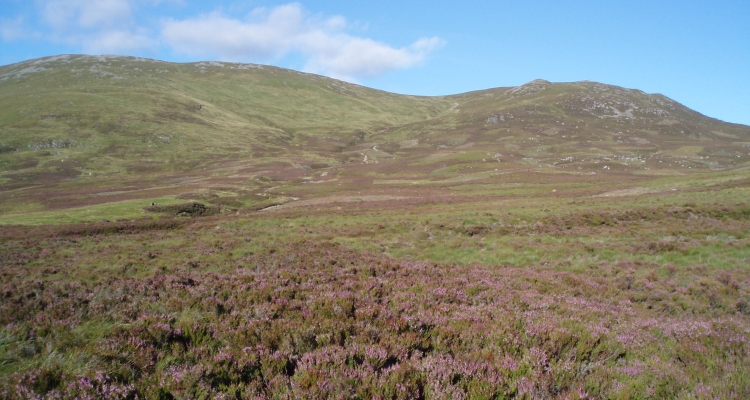 Heather Moorland Picture
