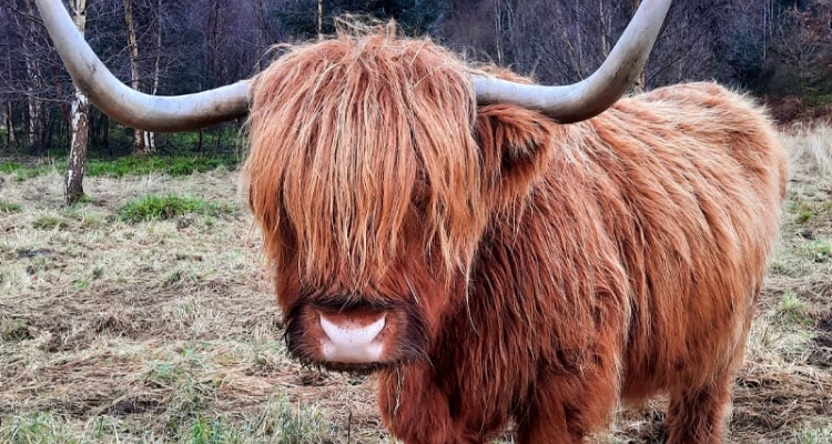 Highland cow