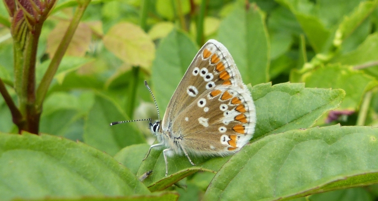 Butterfly Workshop