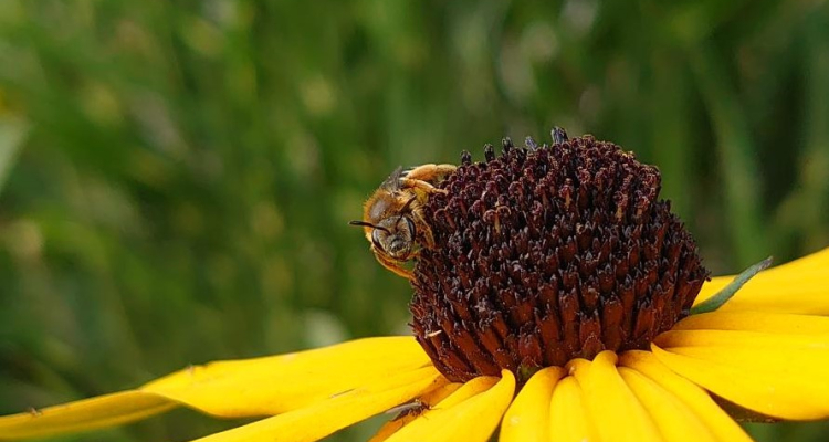 Orange-legged Furrow Bee
