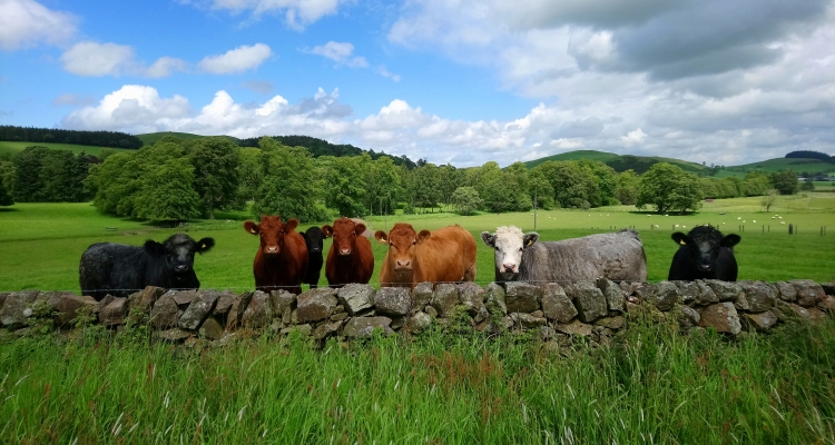 Cattle and trees