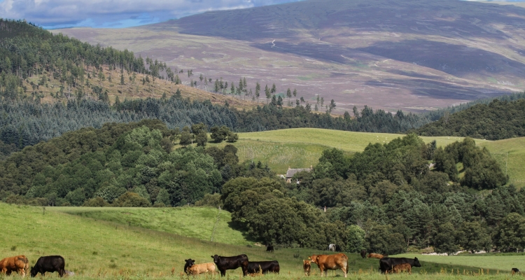 Rural picture