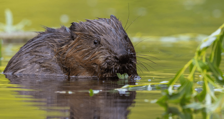 Beaver
